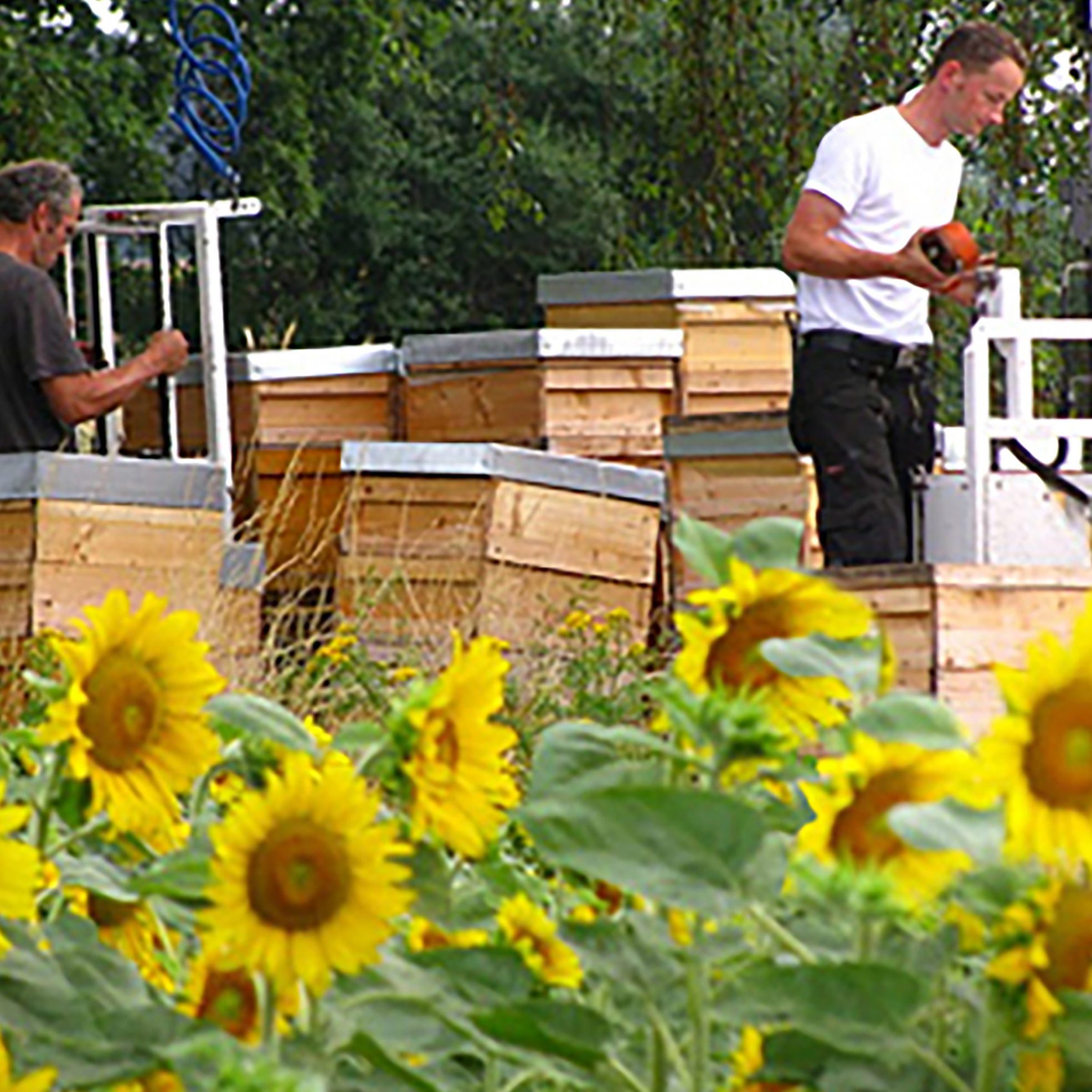 L-BluetenmeerImker-1d